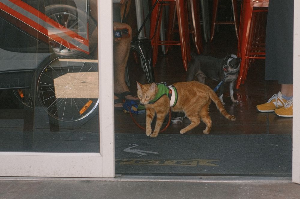9C5A6E2B-E919-402A-8882-ED023D0CE096_1_201_a.jpeg